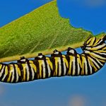 You are a Caterpillar in Metamorphosis